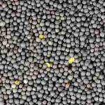 RAPE SEED