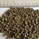 VETCH SEED(CHILBAN)